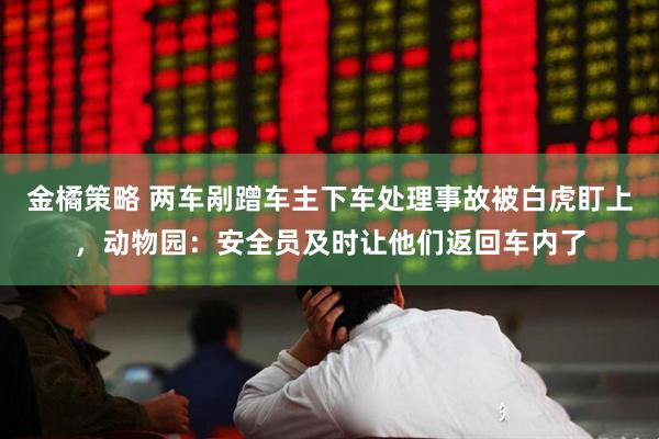 金橘策略 两车剐蹭车主下车处理事故被白虎盯上，动物园：安全员及时让他们返回车内了